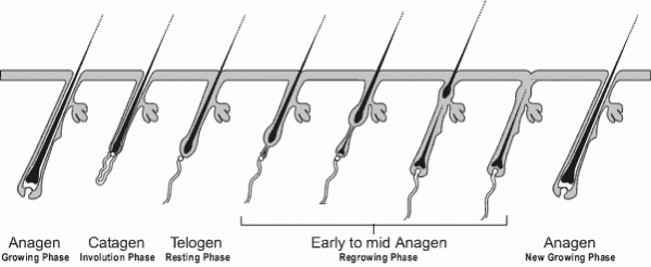 Hair Growth Stages